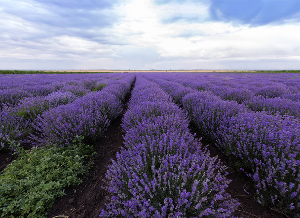 Lavander field. Magic Lavender field with blooming lavender in Bulgaria. - Valokuva, kuva
