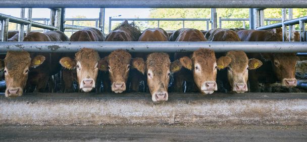 сім корів лімузинів чекають їжі всередині сараю на органічній фермі в
 - Фото, зображення
