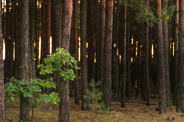 Πευκόφυτο δάσος το φθινόπωρο στο ηλιοβασίλεμα από την ημέρα. - Φωτογραφία, εικόνα