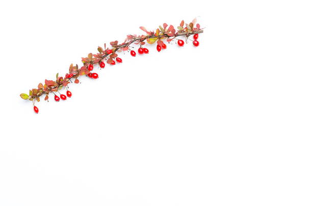 Automne Arrière-plan floral - Photo, image