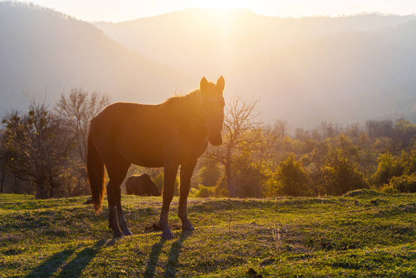 a horse stands on the nature, sunset, nature - Foto, imagen