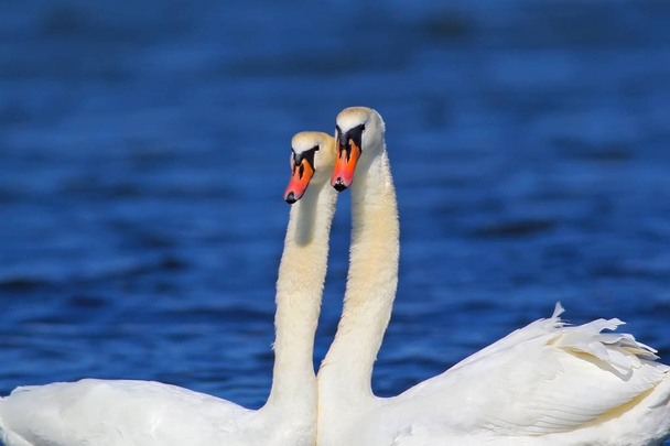 A pair of swan close up view - Photo, Image