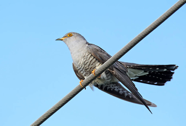 Cuckoo on the wire close up portrait - Photo, Image
