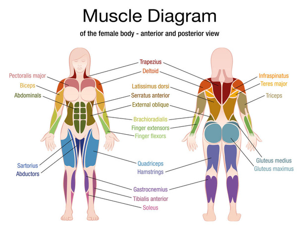 Muscle Diagram Female Body Names - Vector, Image