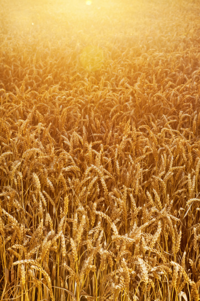 Campo di grani di grano
 - Foto, immagini