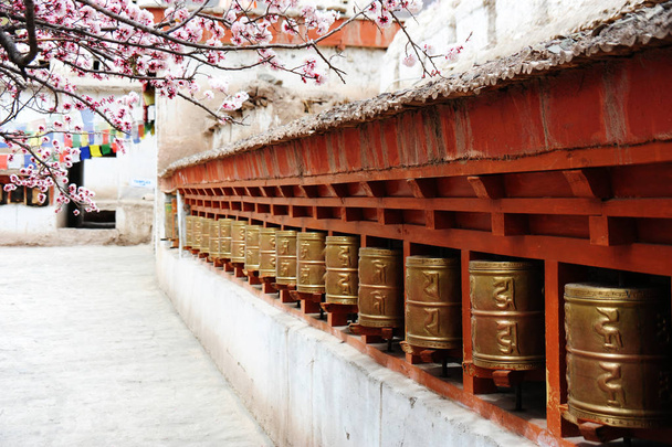Religious prayer wheels and beautiful Apricot flower in the old  - Photo, Image