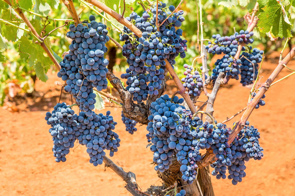 Grape plant with bunches blue grapes  - Photo, Image