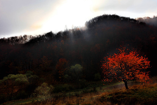 Rodopi, Bulgaria. Red cherry leaves. - Photo, Image