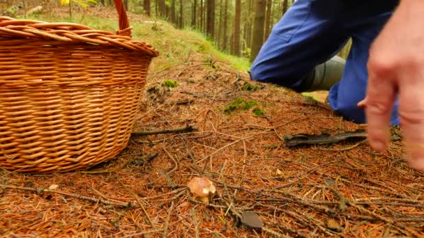 Old man in rubber boots find mushroom in spruce needles. Hands uproot and cut off boletus mushroom by thin blade knife, than hands placing mushroom into wicker basket. Traditional mushroom searching - Footage, Video
