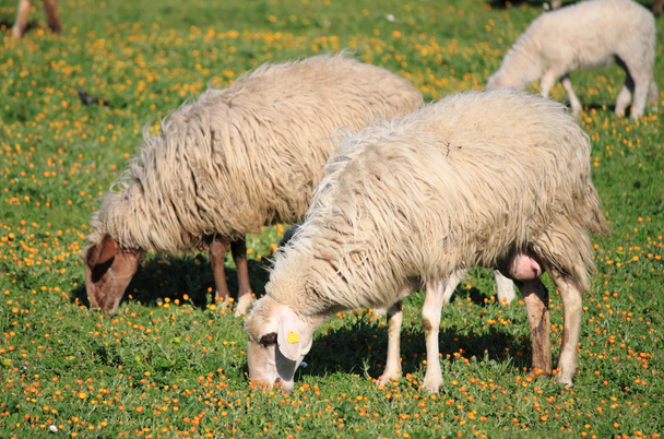 Sheeps in a pasture - Photo, Image