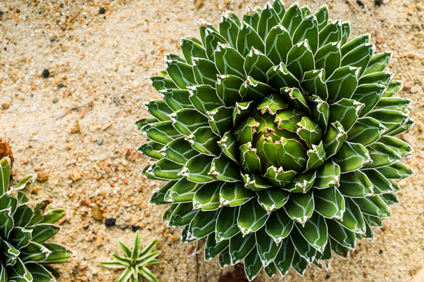 Queen Victoria Century Plant/Royal Agave - Photo, Image