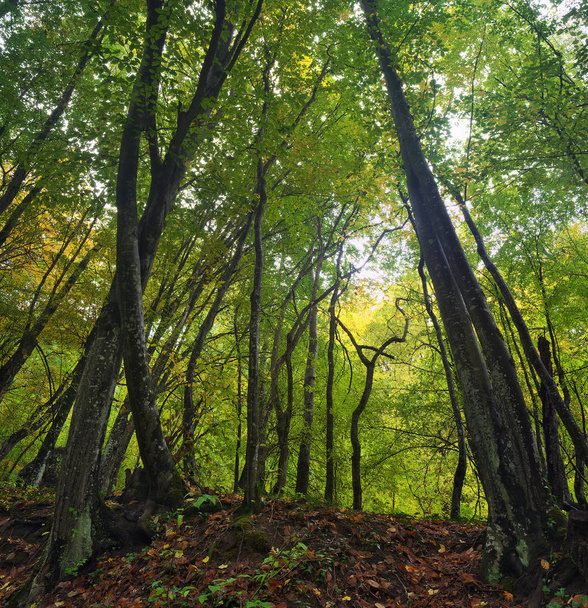 Autumn Forest zonlicht - Foto, afbeelding