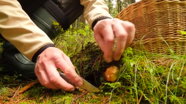 Чоловік у ялинових черевиках знаходить гриб у ялинових лісах. Рука відрізала гриб болетом ножем, ніж грибними руками, розміщуючи гриб у плетеному кошику. Грибне полювання
  - Кадри, відео