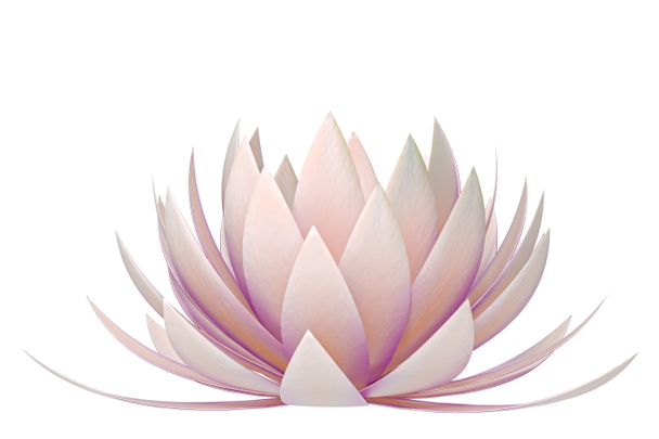 Квітка лотоса на білому тлі
 - Фото, зображення