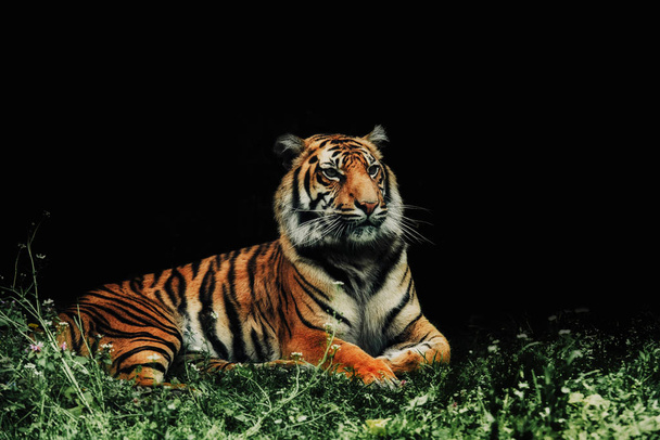 close up on tiger Panthera tigris sumatrae on the grass and blac - Foto, Imagem