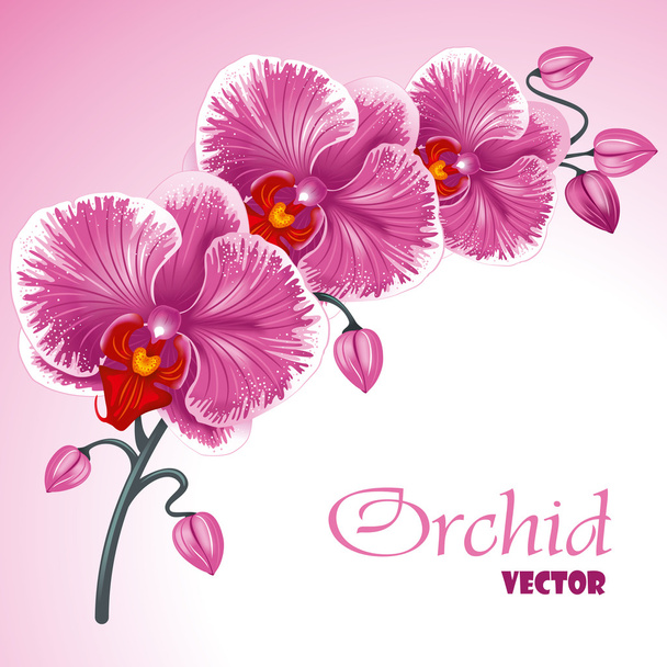Пурпурная орхидея
 - Вектор,изображение
