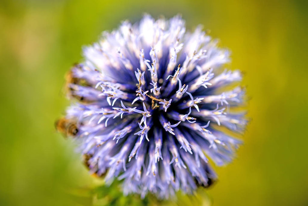 будяк з бджолами
 - Фото, зображення