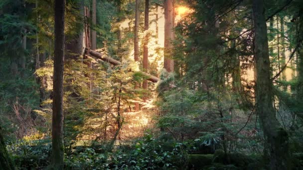 La forêt paisible s'illumine au soleil de l'après-midi
 - Séquence, vidéo