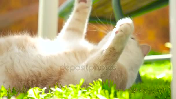 Un gato de jengibre en un césped verde HD
 - Imágenes, Vídeo