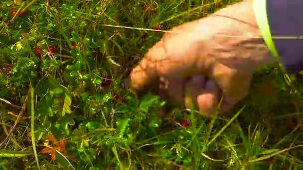 Traveling Man collect lingonberry straight from the bush in the mountains. Close up. Raw food - Footage, Video
