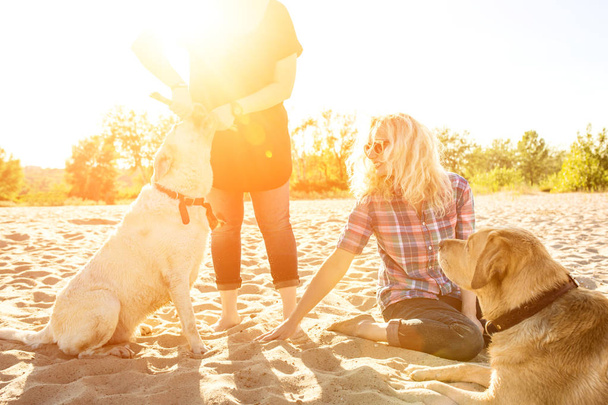 Two labrador friends playing on the beach. Sun flare - Photo, Image