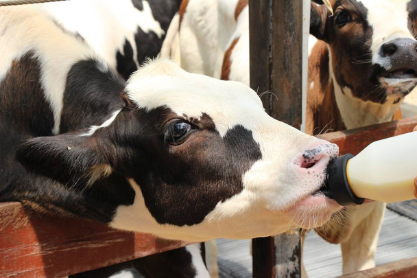自然と農場の乳牛 - 写真・画像