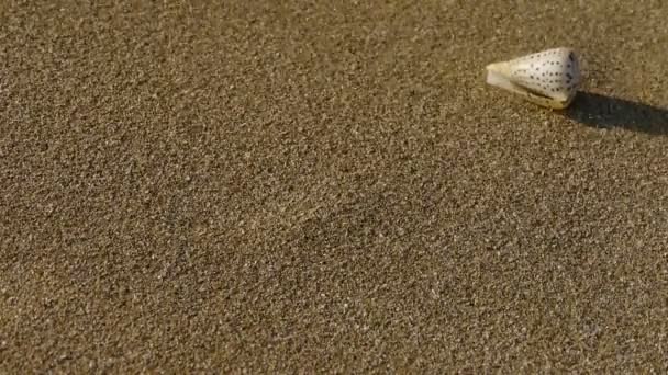 Conch aan zandstrand, wind blow zand - Video