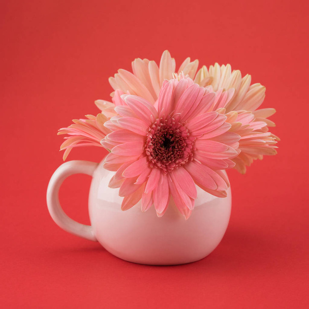 Розовый цветок Геберы в пастельно-розовой вазе на красном фоне
  - Фото, изображение
