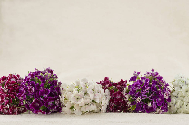 Sweet william flowers bouquet with copy space - Photo, Image