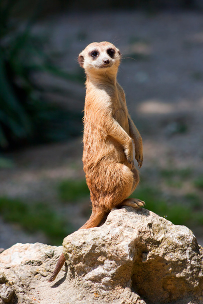 Un vigile suricato in piedi
 - Foto, immagini