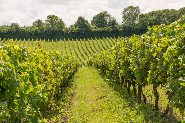 Vignoble à Dorking dans le Surrey, Angleterre
 - Photo, image