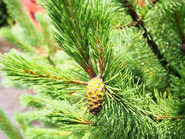 cone de pinho fresco na árvore para fundo
 - Foto, Imagem