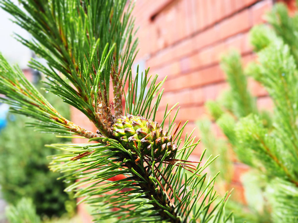 Fresh pine cone on tree for background - Photo, Image