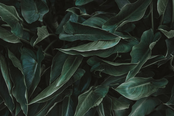 Green leaves background - Fotó, kép