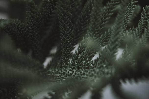 Green leaves background - Valokuva, kuva