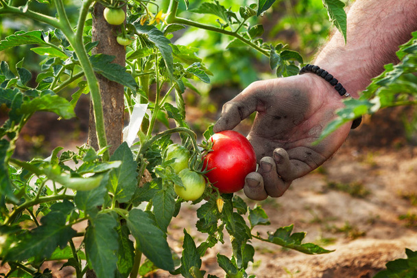 Hand picking tomato from garden - Zdjęcie, obraz