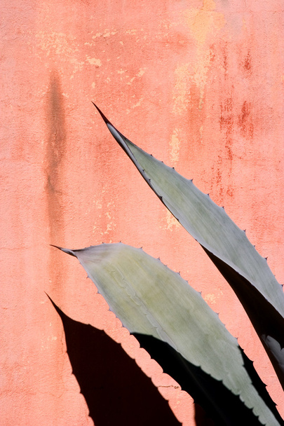 Fronds et mur d'agave
 - Photo, image