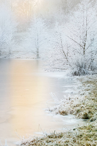 Frozen trees and lake - Foto, Imagen