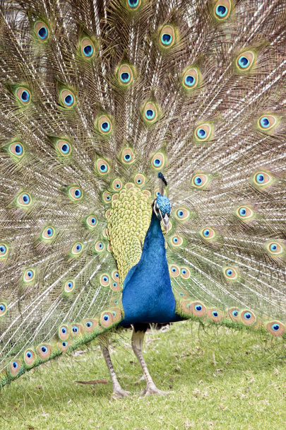 Peacock met staartveren - Foto, afbeelding