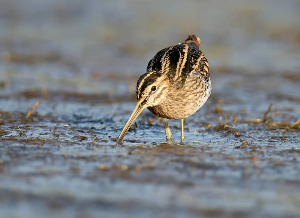 The common snipe (Gallinago gallinago) close up portrait in soft morning light - Photo, Image