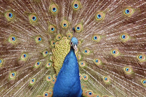 Peacock close-up - Foto, afbeelding