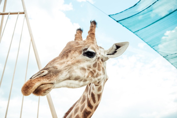 giraf  - Foto, afbeelding