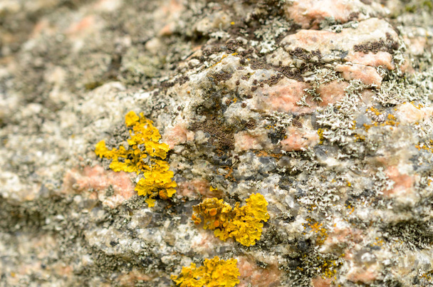 Pierre en macro avec lichen jaune vif à la surface
. - Photo, image