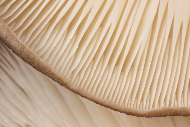 Свежие устричные грибы
 - Фото, изображение