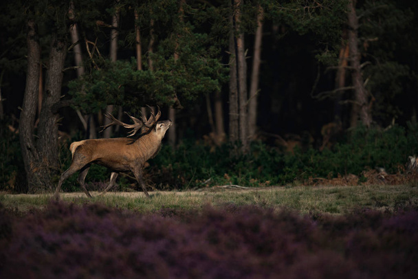 red deer stag in moorland  - Photo, Image