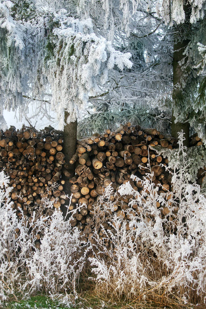 Frozen tree with firewood - Foto, Imagen