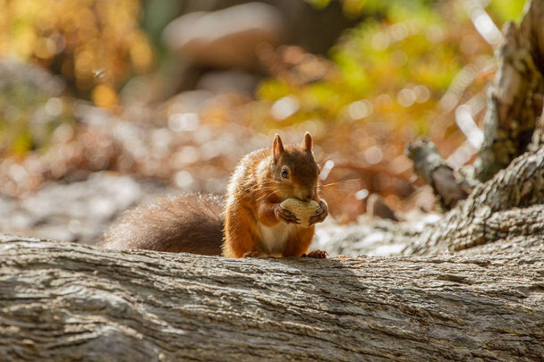 Europejskiej czerwony wiewiórka (sciurus vulgaris) w piękne naturalne se - Zdjęcie, obraz