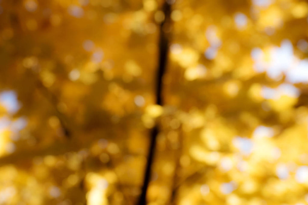 天然ボケ ボケ味黄金葉の背景 - 写真・画像