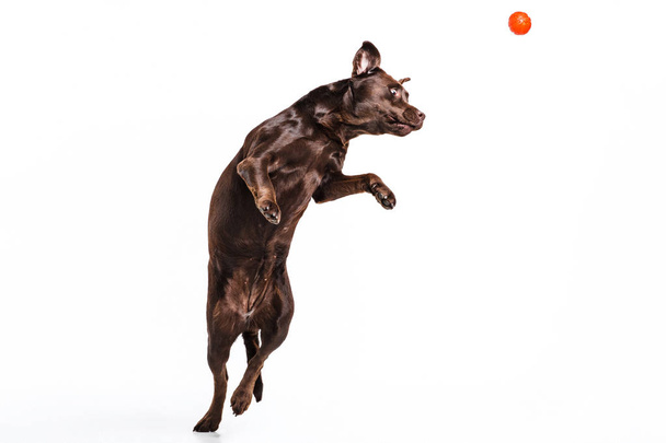The black Labrador dog playing with ball isolated on white - Fotoğraf, Görsel