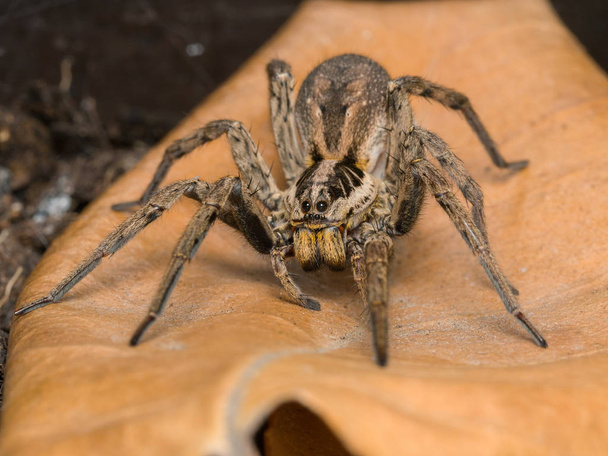 Hämähäkki munasäkillään
 - Valokuva, kuva